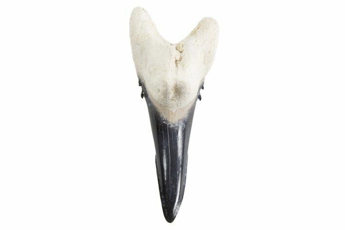 Bone Valley Shark Tooth (Hemipristis) - Lower Tooth #299469